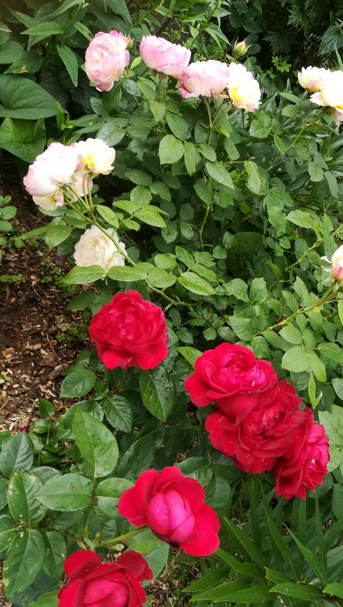 Каприция Ренессанс с Андре Брише.