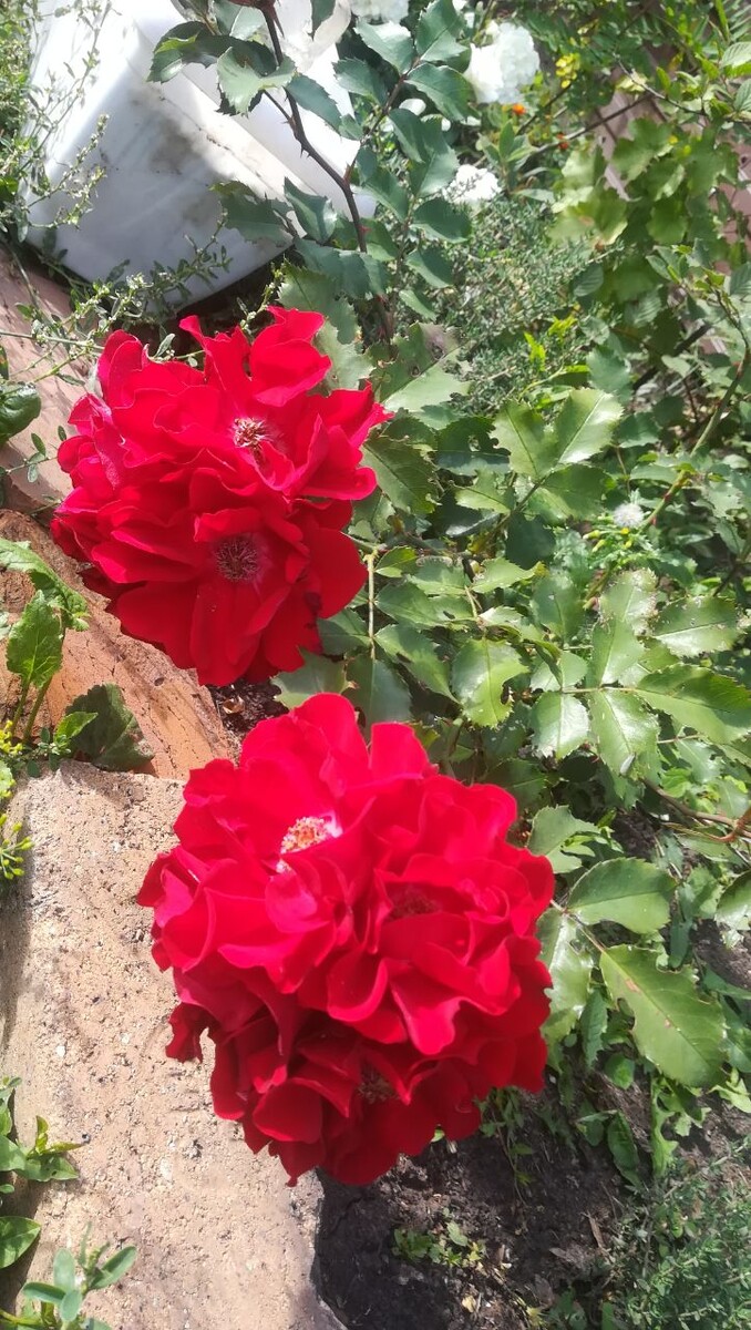 Ротер Корсар