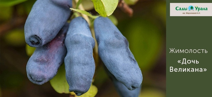 Создать карусель