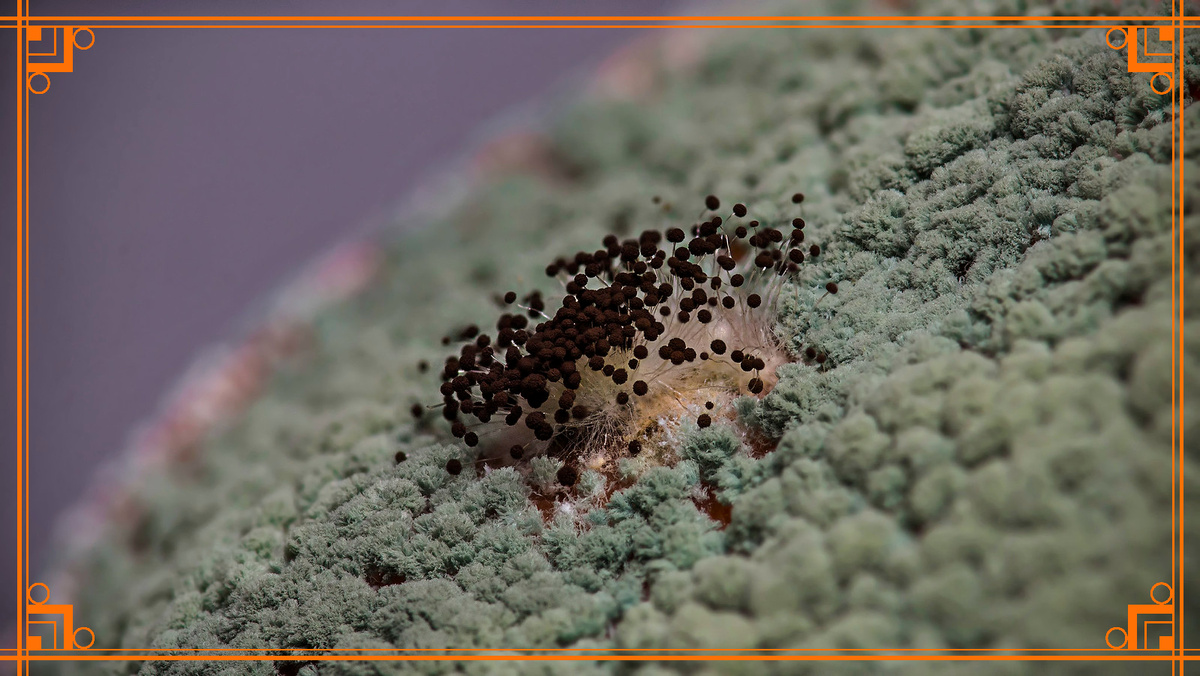 Фото из интернета. триходермин инструкция по применению для растений