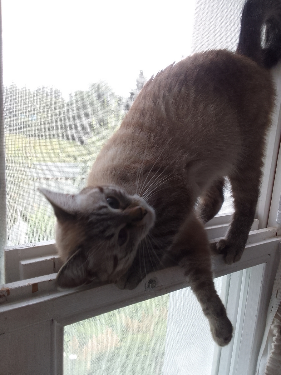 Сидит кошка на окошке... Сима в деревне летом.