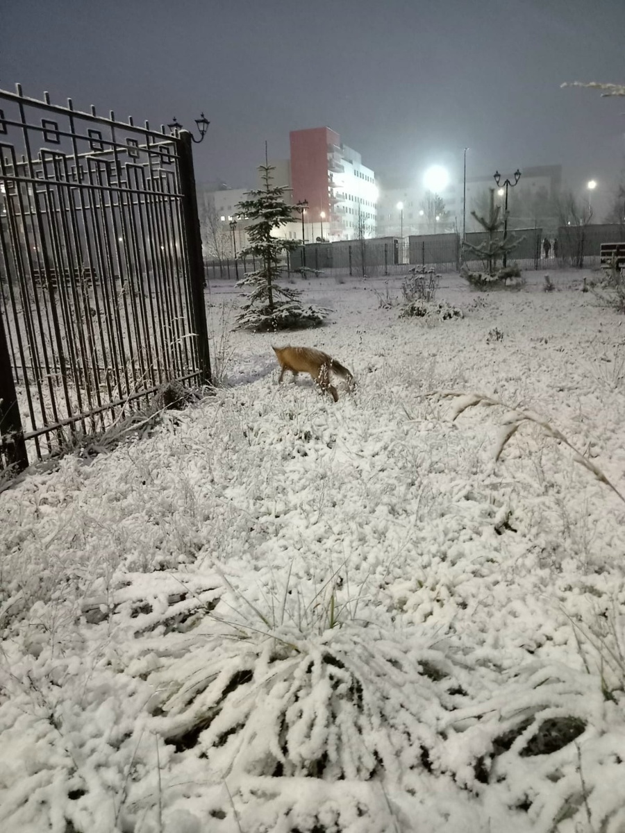    Республиканский перинатальный центр им. Гуткина