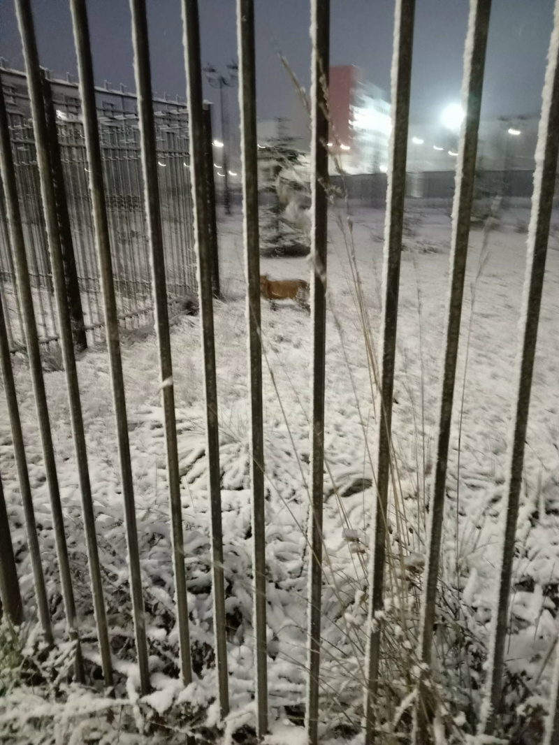    Лиса пришла в главный роддом КарелииРеспубликанский перинатальный центр им. Гуткина