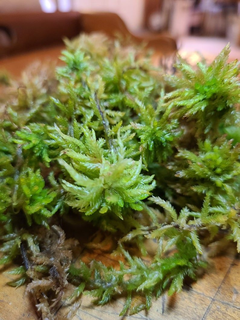 Сфагнум крупным планом