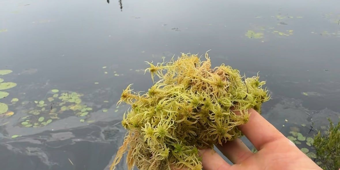 Мох, который помнит всё