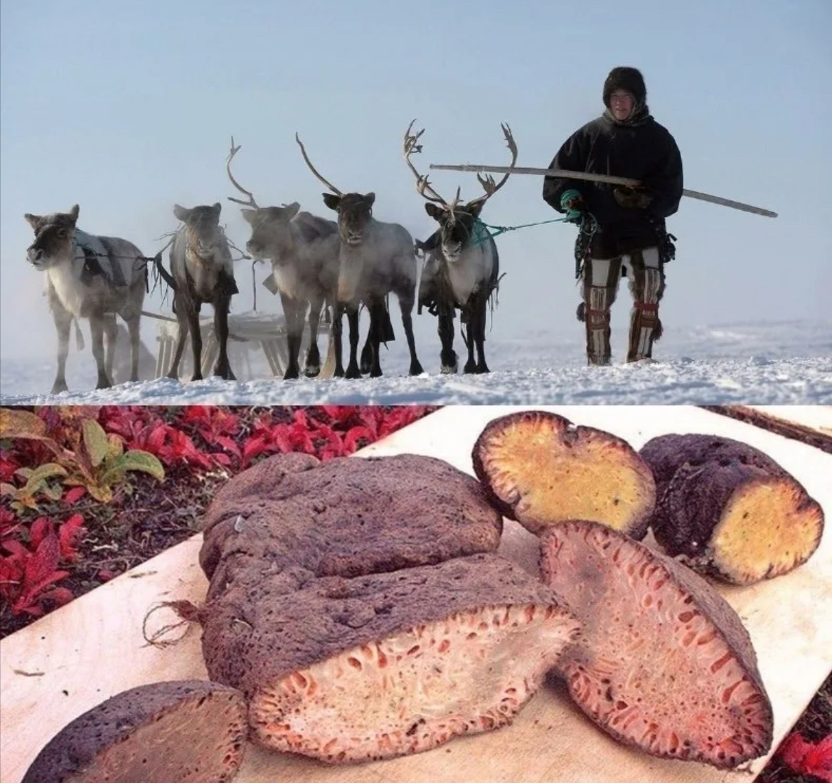 Копальхен - самое жуткое для нас блюдо эскимосов: олений окорок, который полгода выдерживают в болоте.