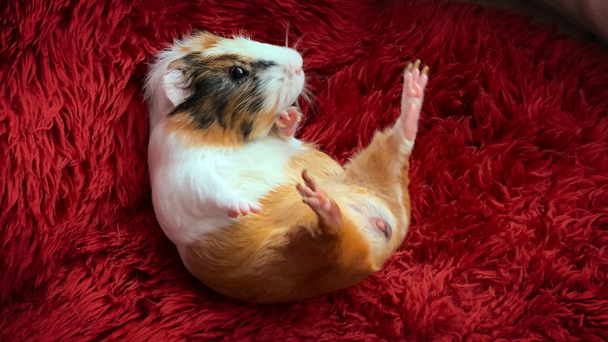 Милый Батончик