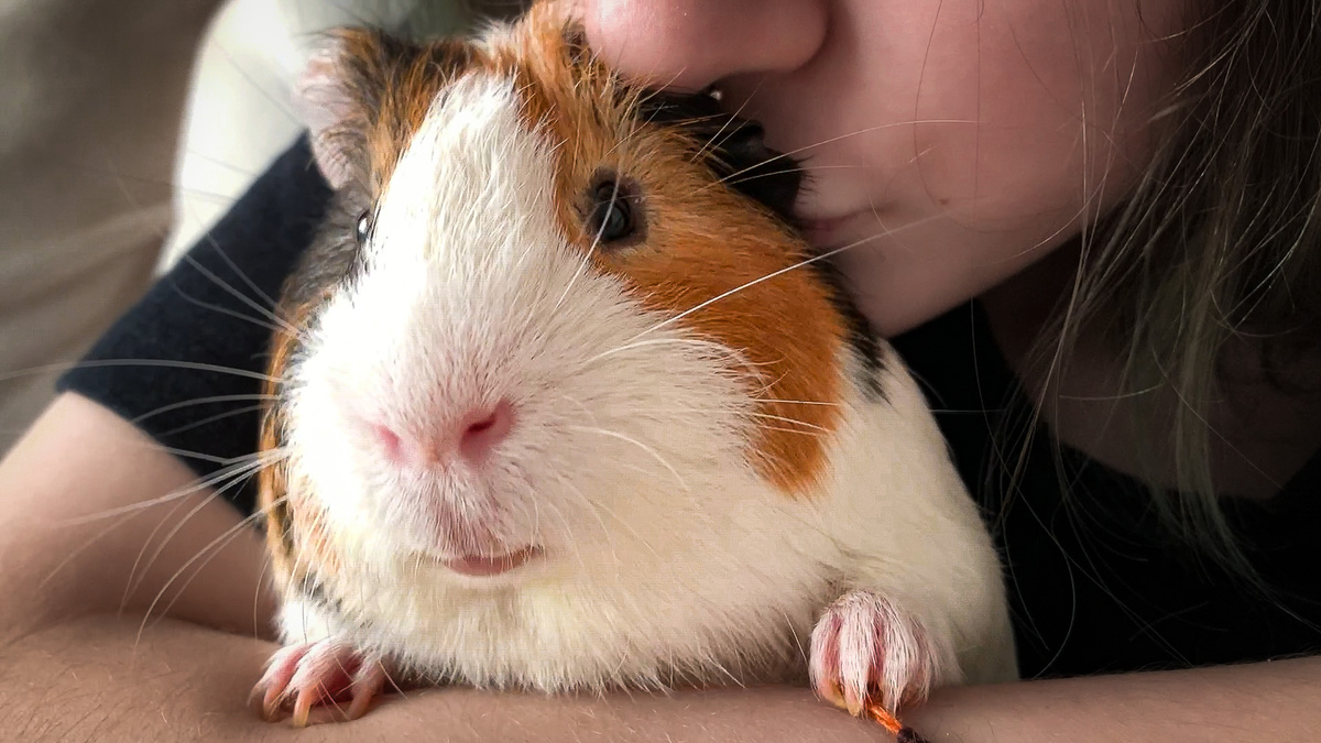 Батон любит обнимашки, иногда