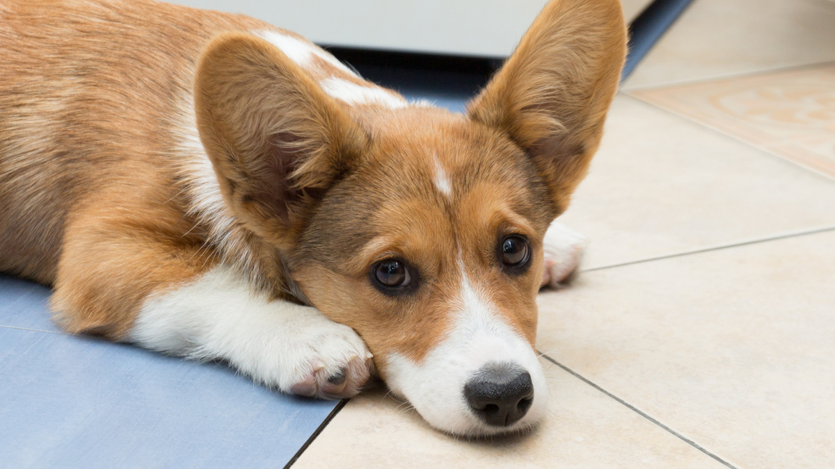 Ещё один щенок? Насколько бы дружелюбными ни были остальные собаки, период адаптации малыша не обойдётся без шероховатостей. Фото Александр Смирнов/kinologsmirnov.ru