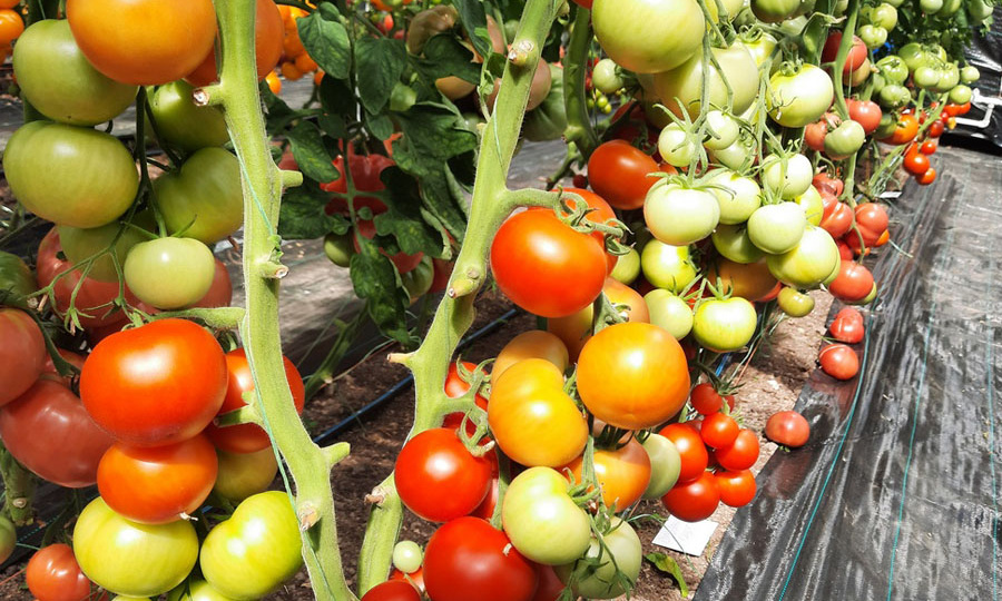 Томаты, которые меньше болеют