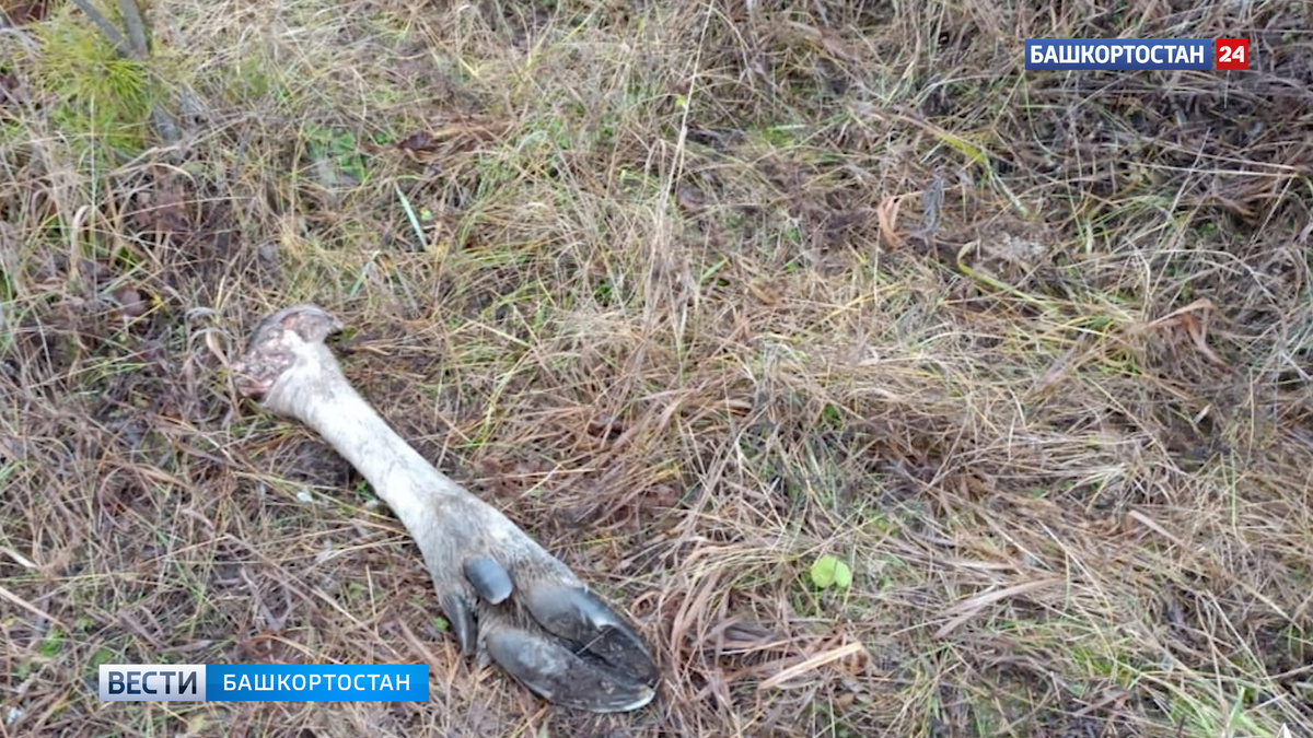    В Башкортостане на территории заказника нашли останки лося