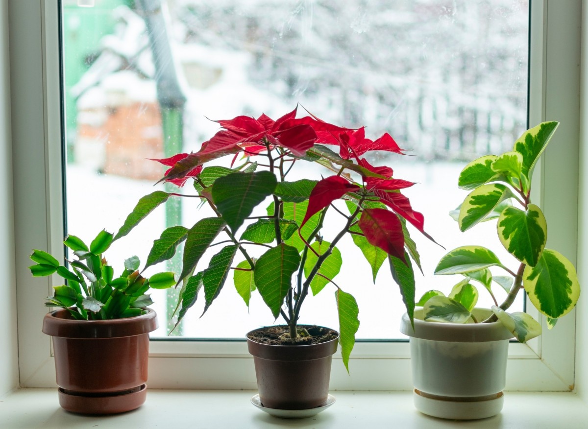 растения в горшках желтеют