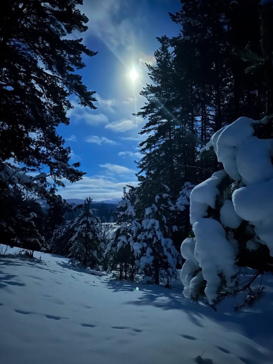    Ночь в лесу Алтайского заповедника. Источник: Роман и Татьяна Воробьевы / t.me/altzap