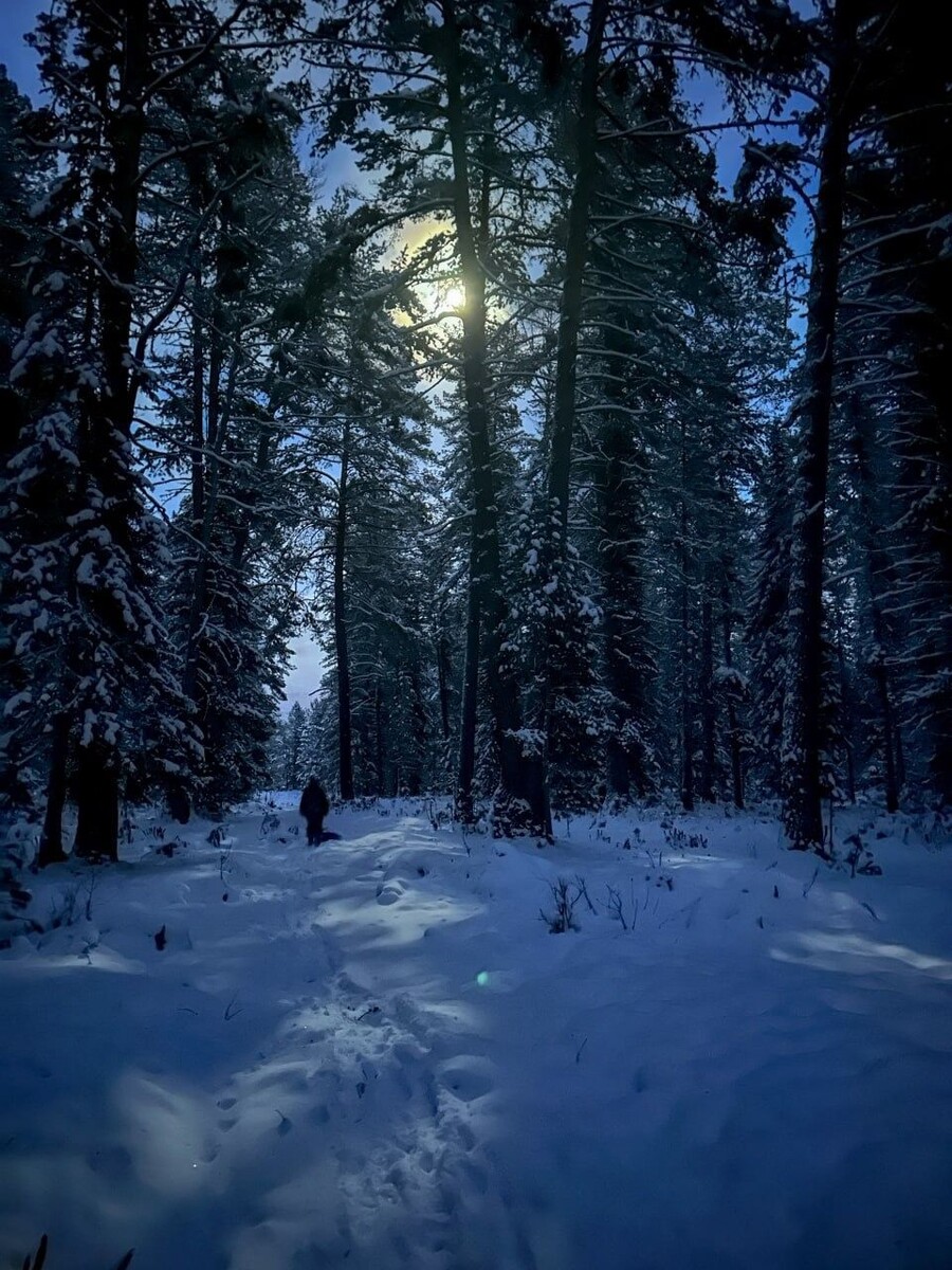    Ночь в лесу Алтайского заповедника. Источник: Роман и Татьяна Воробьевы / t.me/altzap