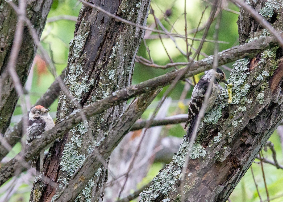 #МалыйПёстрыйДятел мать, готовит отбивную из гусеницы для малыша...
22.06.2025 Вишневогорск.