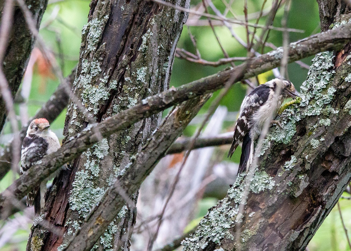 Надо отдать должное, малыш оказался очень терпеливым! А процесс приготовления невероятно долгим!))
#МалыйПёстрыйДятел
22.06.2025 Вишневогорск.