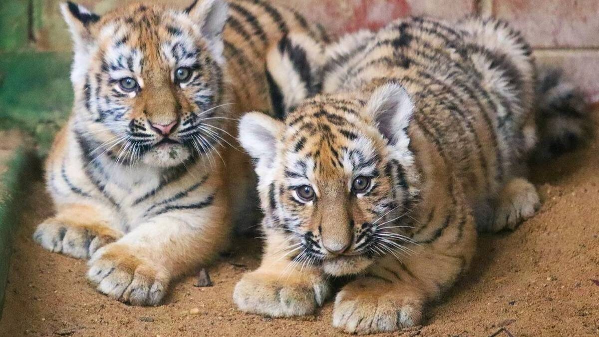    Фото: Пресс-служба Департамента культуры города Москвы