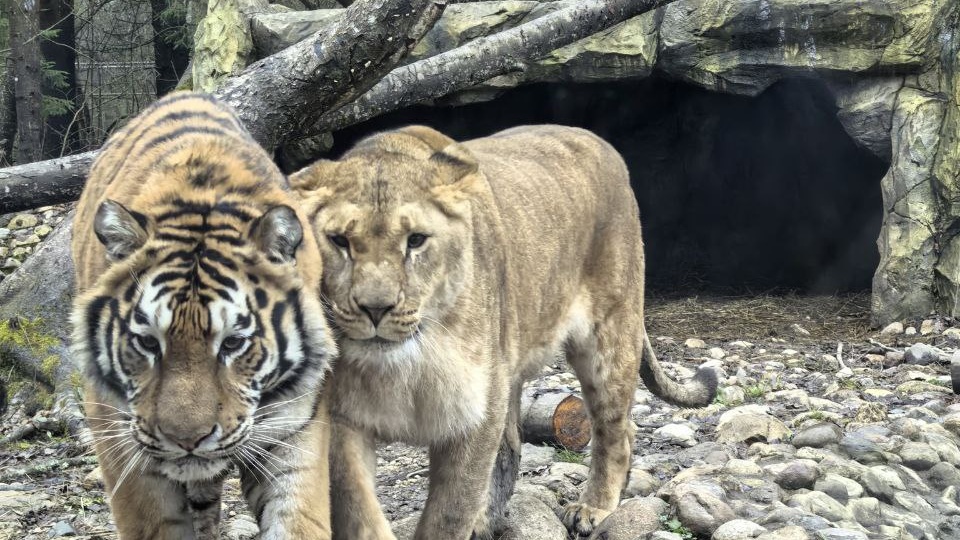 Подмосковный Сафари-парк