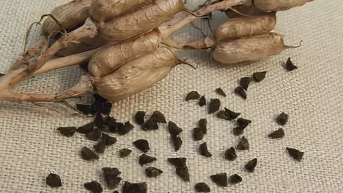 Семена дельфиниума зимуют в морозилке целый месяц при -18 градусов