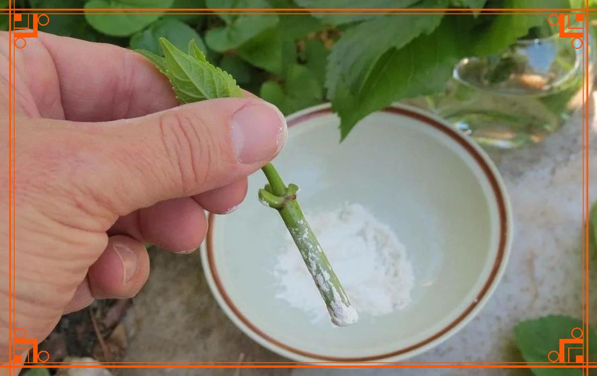 Фото из Интернета. корневин инструкция