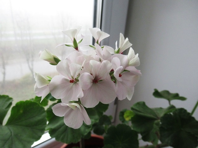 5 правил успешной зимовки пеларгонии для пышного цветения весной