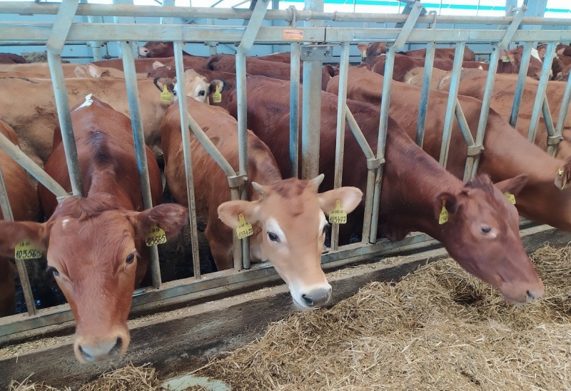    Молочная ферма. Фото пресс-службы министерства сельского хозяйства Калужской области.