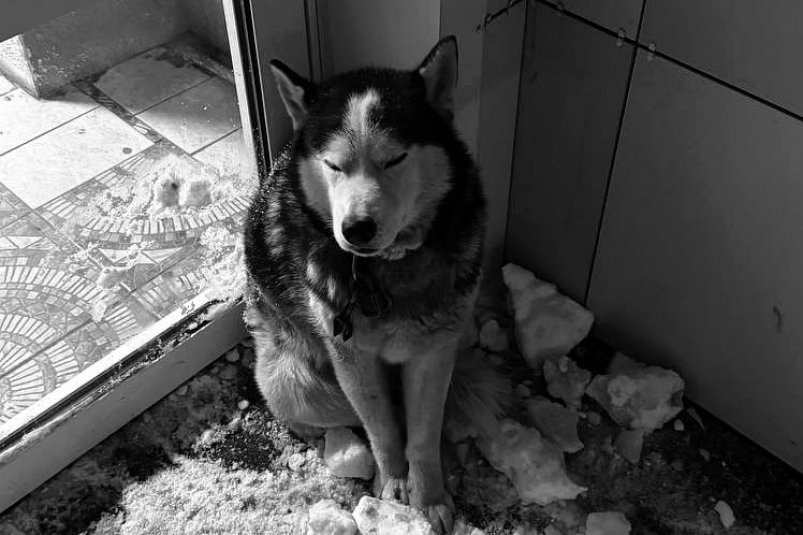     Погибшая собака. Фото: ВКонтакте (12+) БУ г.Омска "Муниципальный приют для животных"