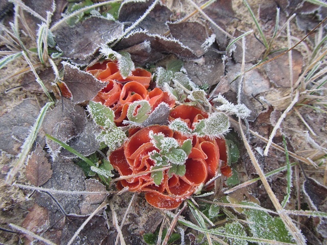 Алеврия (пецица) оранжевая