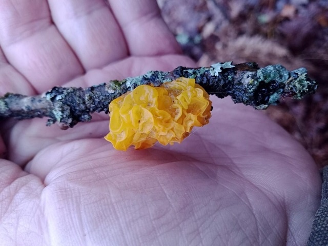 Дрожалка пленчатая