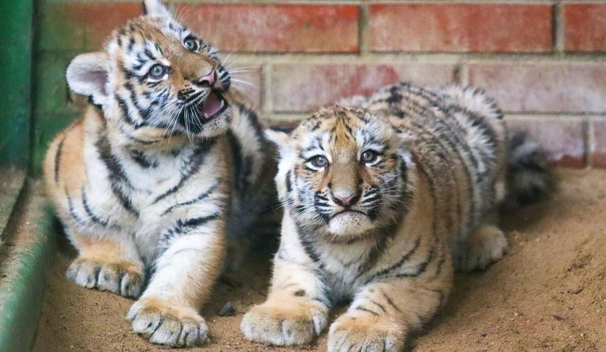     Тигрята. Источник: mos ru Автор фото: Пресс-служба Мэра и Правительства Москвы