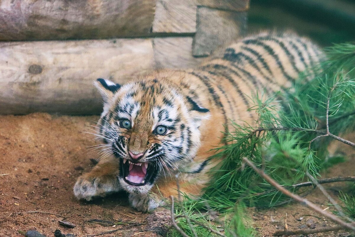    В Московском зоопарке появились на свет два амурских тигренка