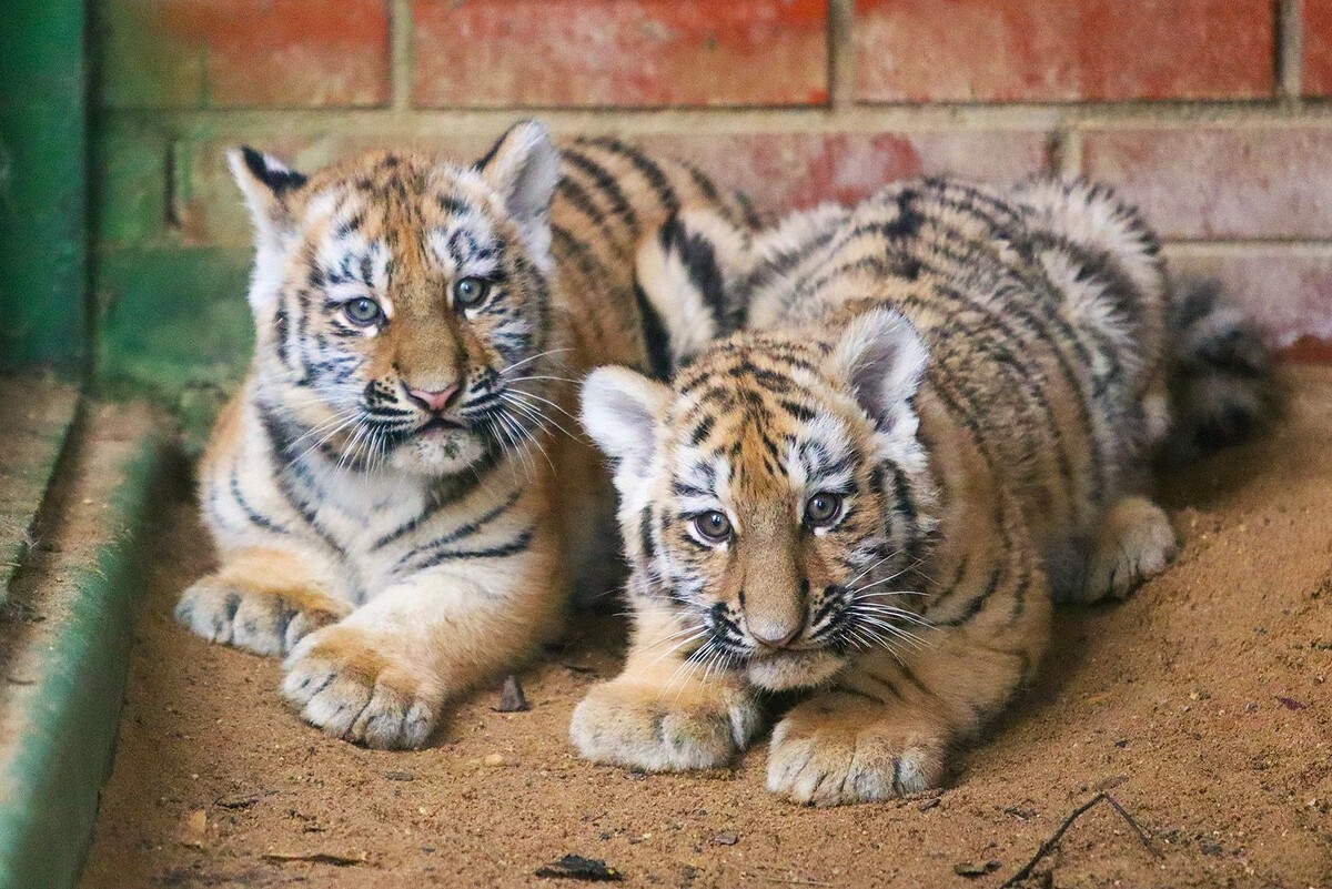    В Московском зоопарке появились на свет два амурских тигренка