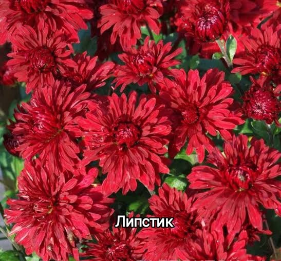 Хризантема корейская начало цветения с сентября укоренённые черенки цена 100 руб.