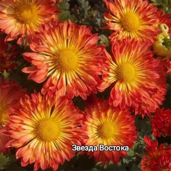 Хризантема корейская начало цветения август укоренённые черенки цена 100 руб. Растения посажены в 100 гр стаканчиках.