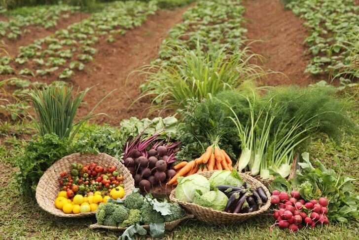 Есть решение — органическое земледелие. Источник фото - https://golnk.ru/9l196