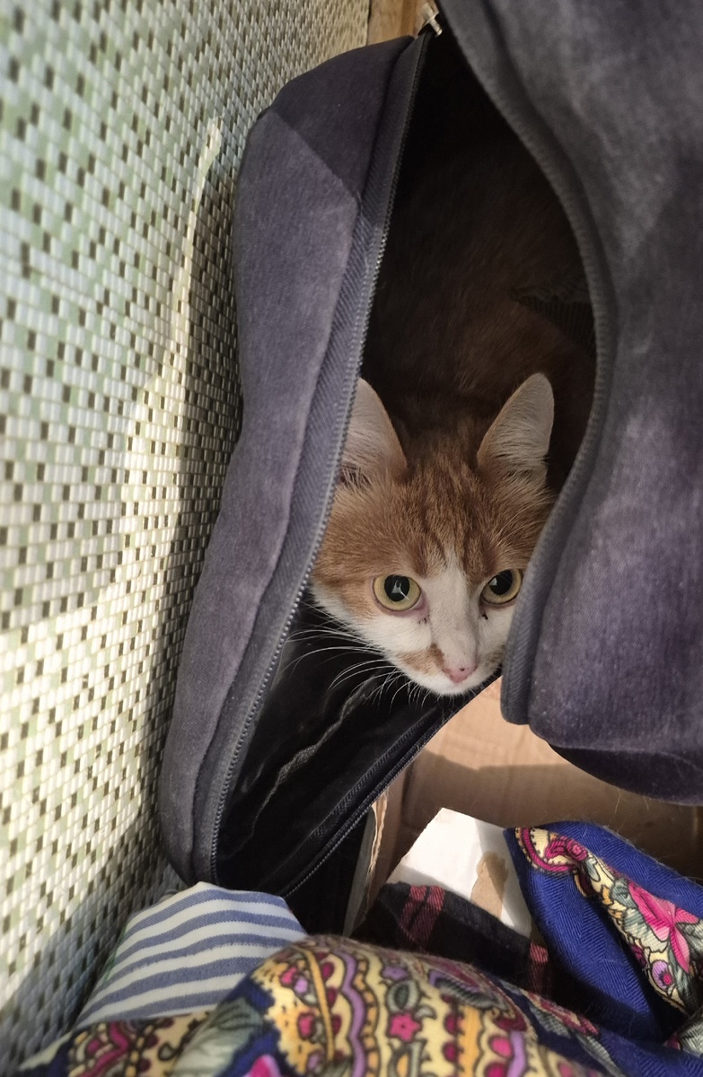 житель рюкзаков