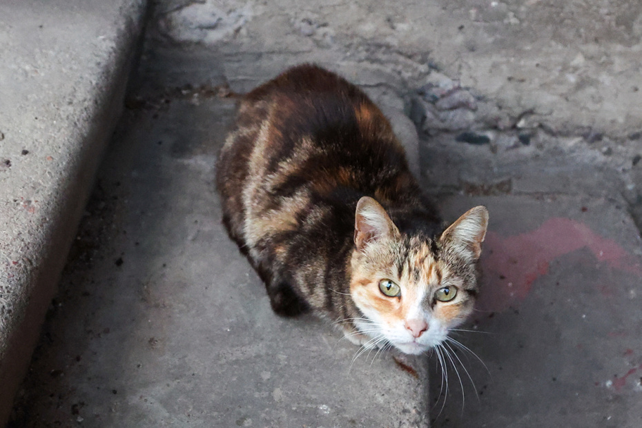    Алексей Белкин/NEWS.ru