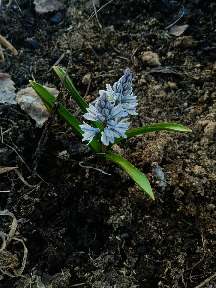 Самый ранний цветочек!