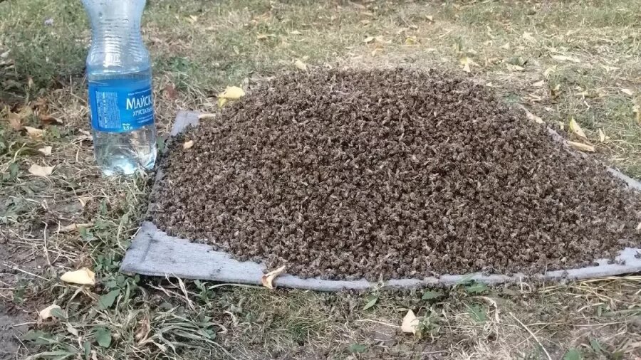 Потеря одной колонии означает потерю урожая десятков тонн орехов, необходимых для производства кондитерских изделий и кулинарии. Источник фото - https://golnk.ru/ZaQbv