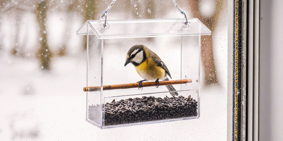 Чем можно и нельзя кормить птиц зимой: простые правила подкормки синиц