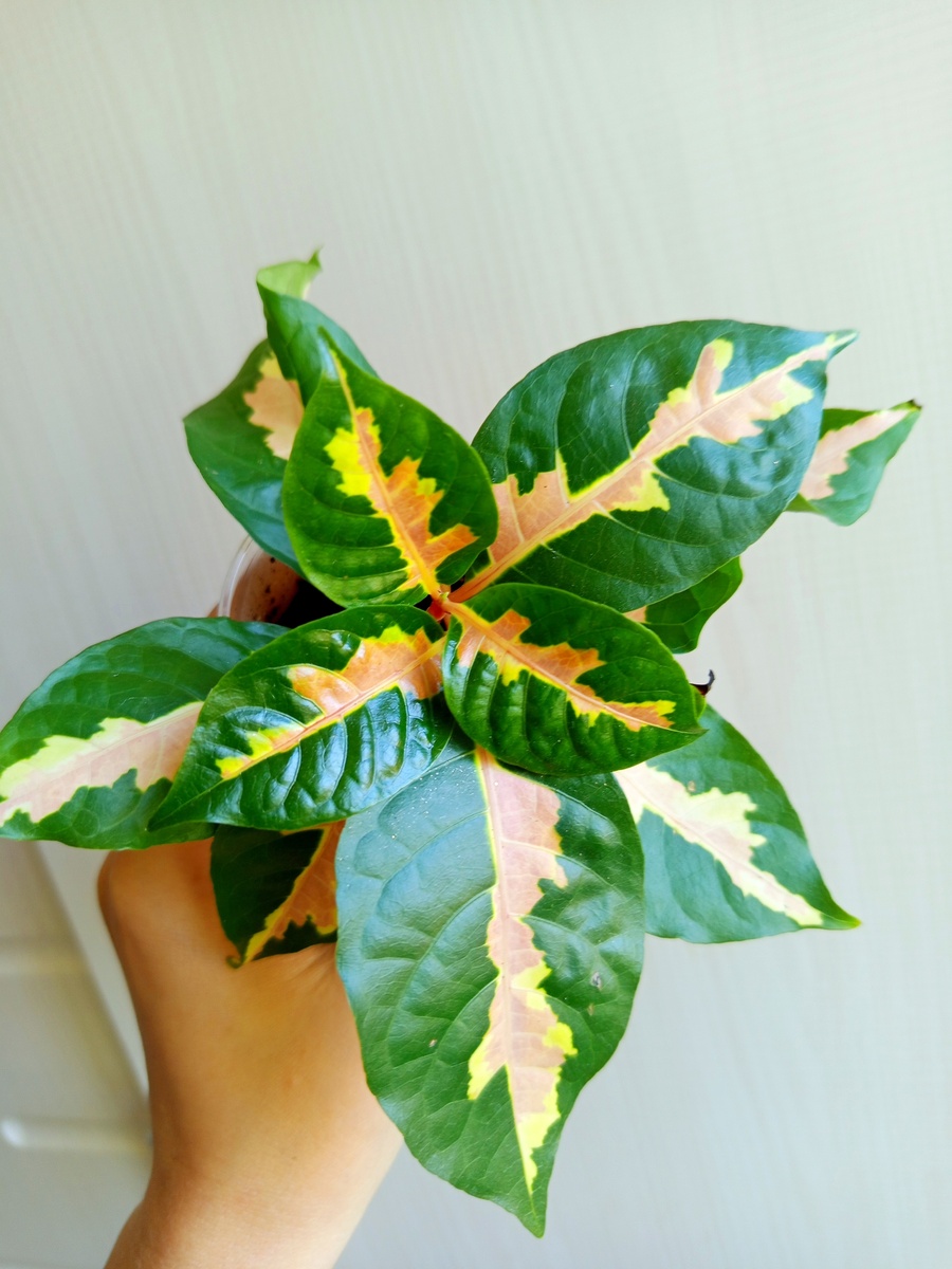 Граптофиллум расписной