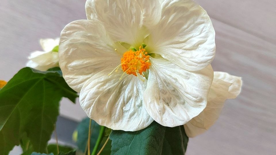 Мои золотые рецепты по уходу за комнатными цветами: даже Тай растет как на Родине