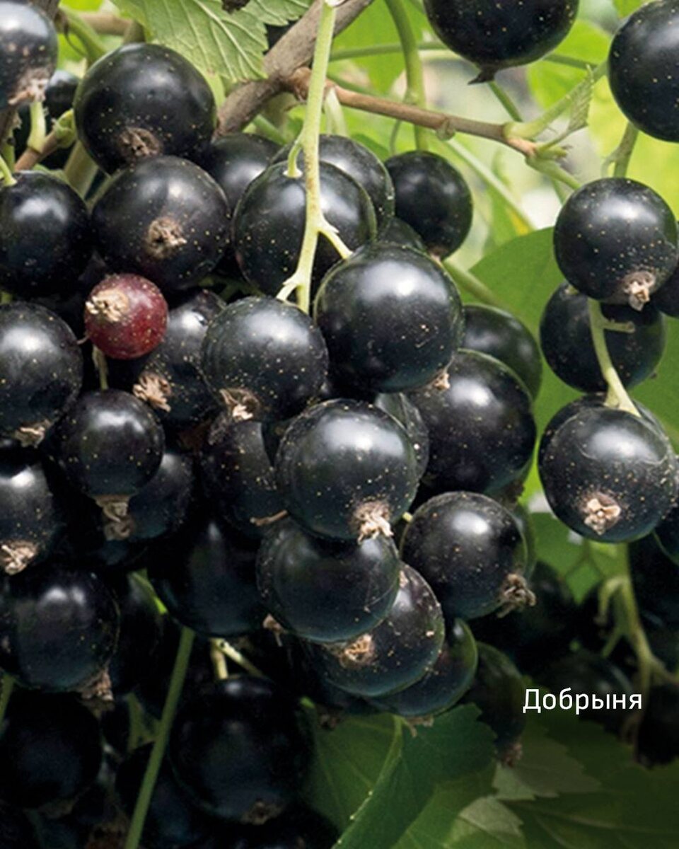 Смородина Добрыня