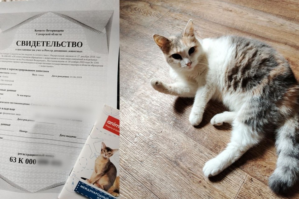    Хотя порядок регистрации еще не утвержден, фактически завести документы на своего питомца можно уже сейчас Александра ТАЙБАТРОВА
