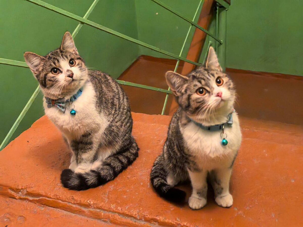 Двое из ларца - одинаковых с лица (с) Фото из архива автора