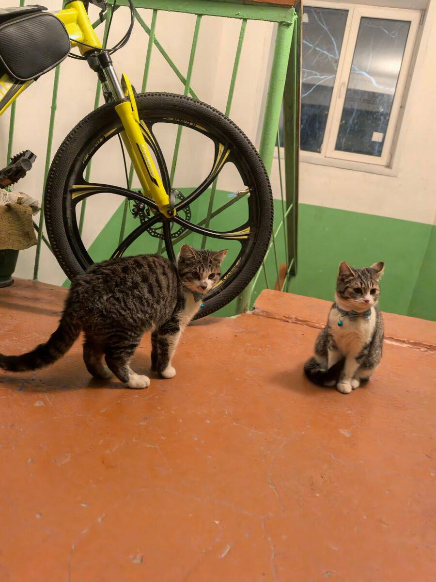 Милые и соврешенно спокойные кошечки. Фото из архива автора