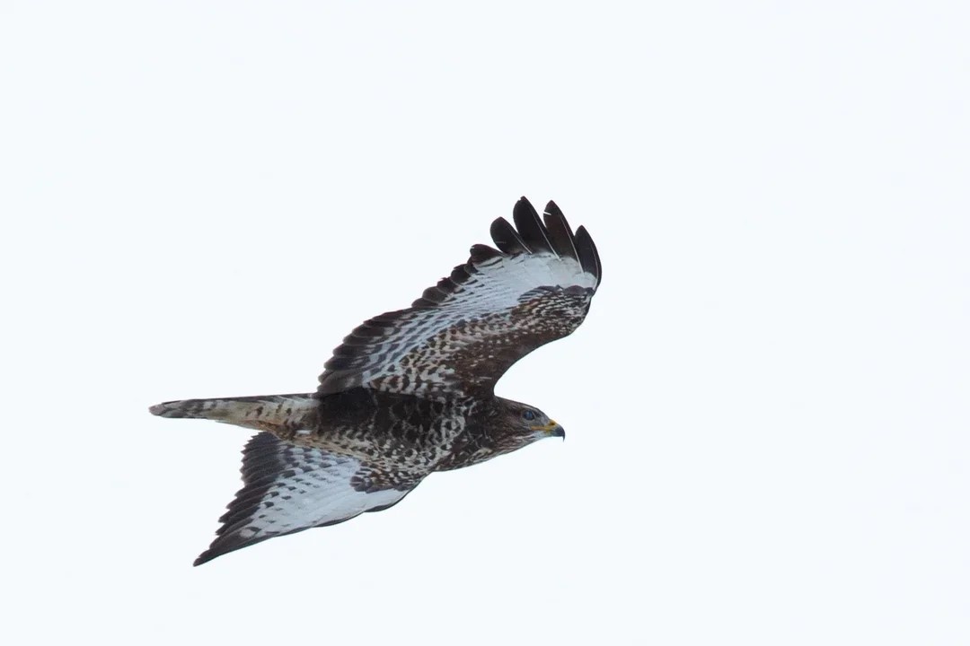 Обыкновенный канюк