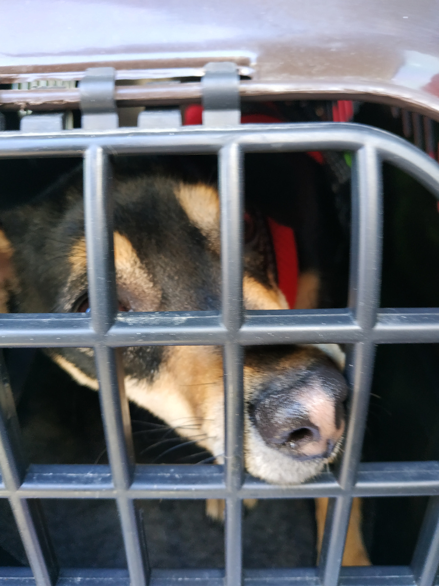 Так ехал песик в столицу