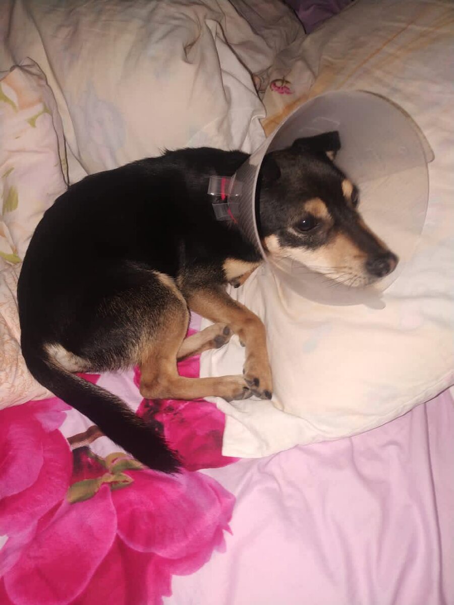 Эльф в Краснодаре после операции стерилизации