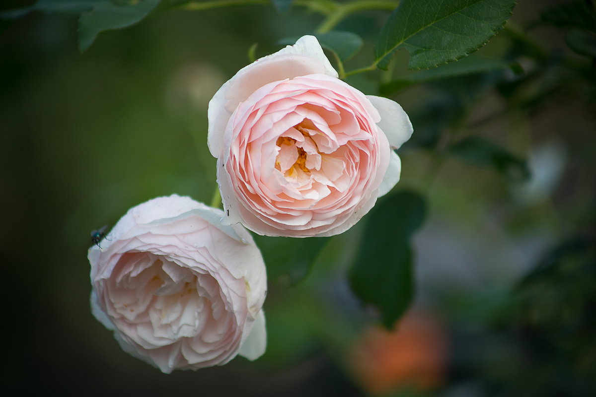 Автор фото Елена Якимова / Greenfingers